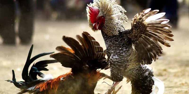 Gà chọi thường có tướng tá và khả năng chiến đấu tốt