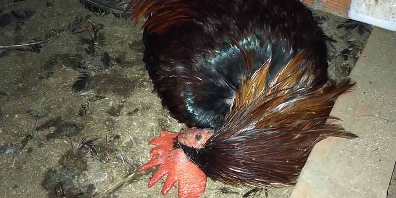 Tướng gà tử mị